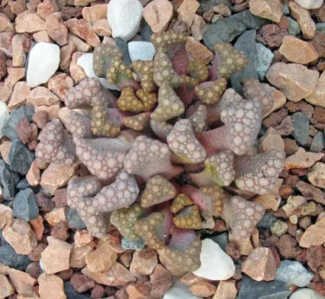 Titanopsis hugo-schlechteri (Tischer) Dinter & Schwantes