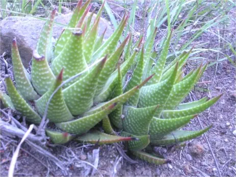 Tulista kingiana (Poelln.) Gideon F.Sm. & Molteno (sin. Haworthia kingiana Poelln.)