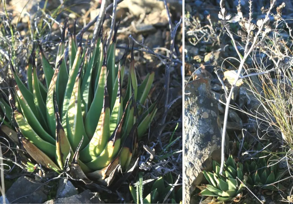 Tulista marginata (Lam.) G.D.Rowley (sin. Haworthia marginata (Lam.) Stearn)