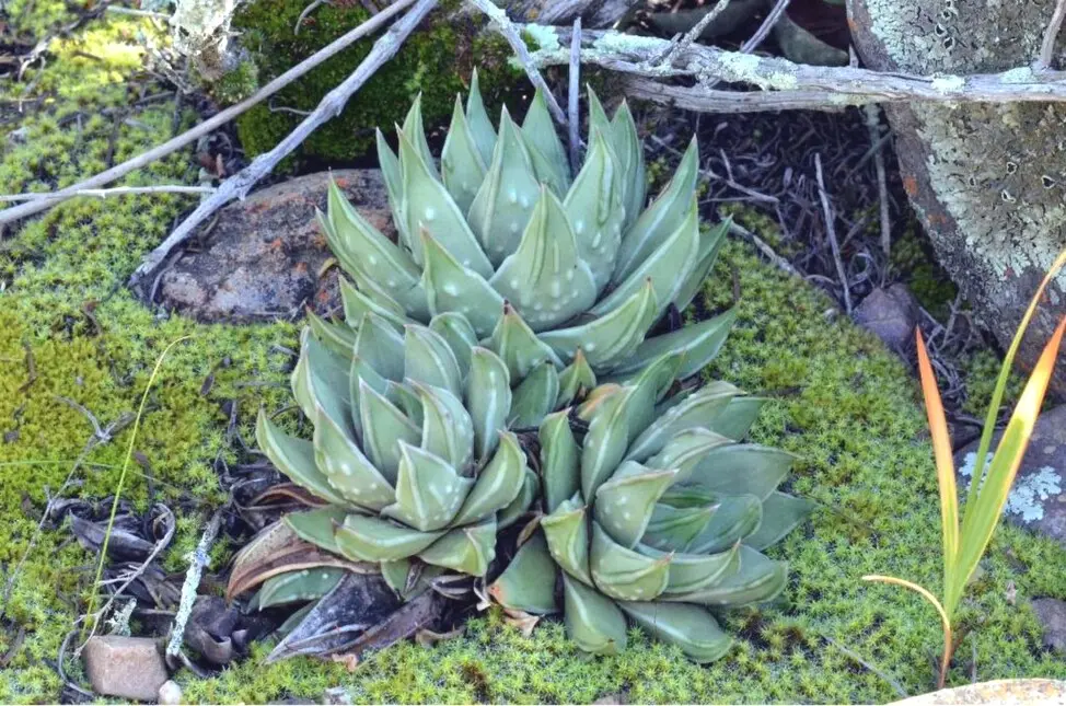 Tulista marginata (Lam.) G.D.Rowley (sin. Haworthia marginata (Lam.) Stearn)