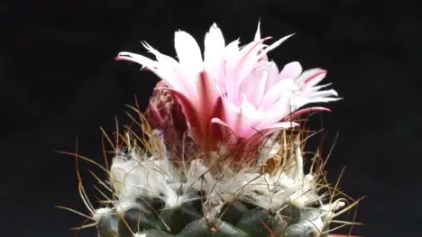 Turbinicarpus laui Glass and Foster Turbinicarpus laui Glass and Foster