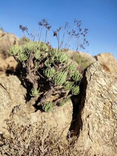 Tylecodon wallichii (Harv.) Toelken