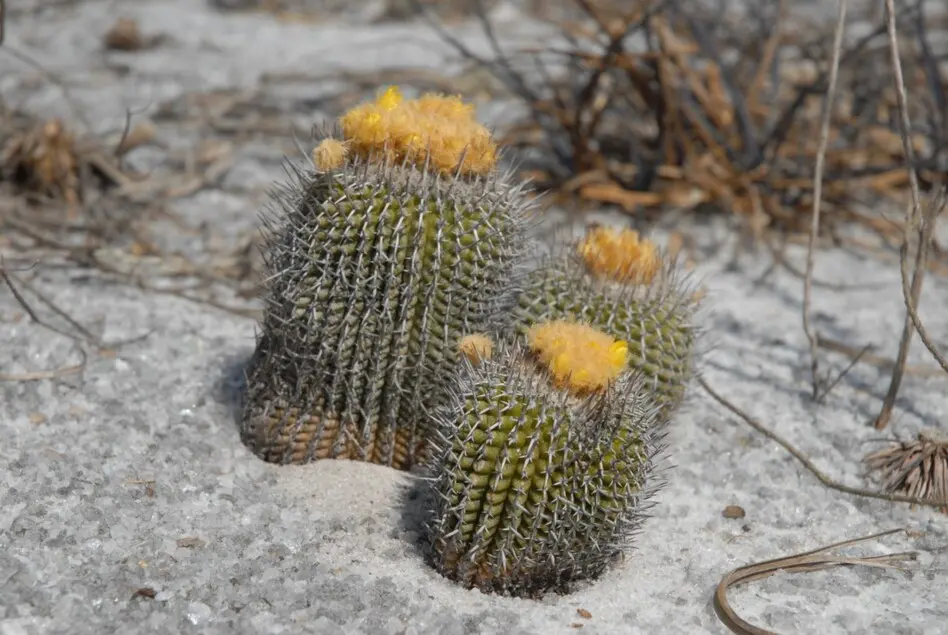 Uebelmannia gummifera (Backeb. & Voll) Buining
