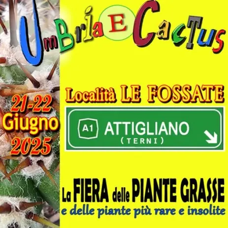 Umbria e Cactus