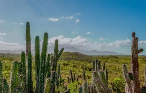 Panorama con cactus in Venezuela