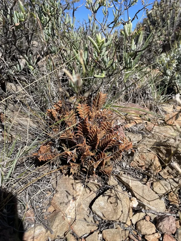 Haworthiopsis viscosa (L.) G.D.Rowley