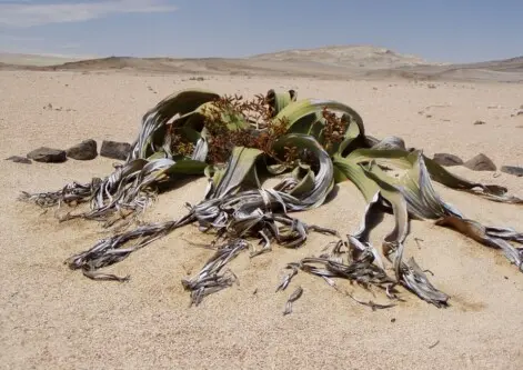 Welwitschia mirabilis Hook.f.